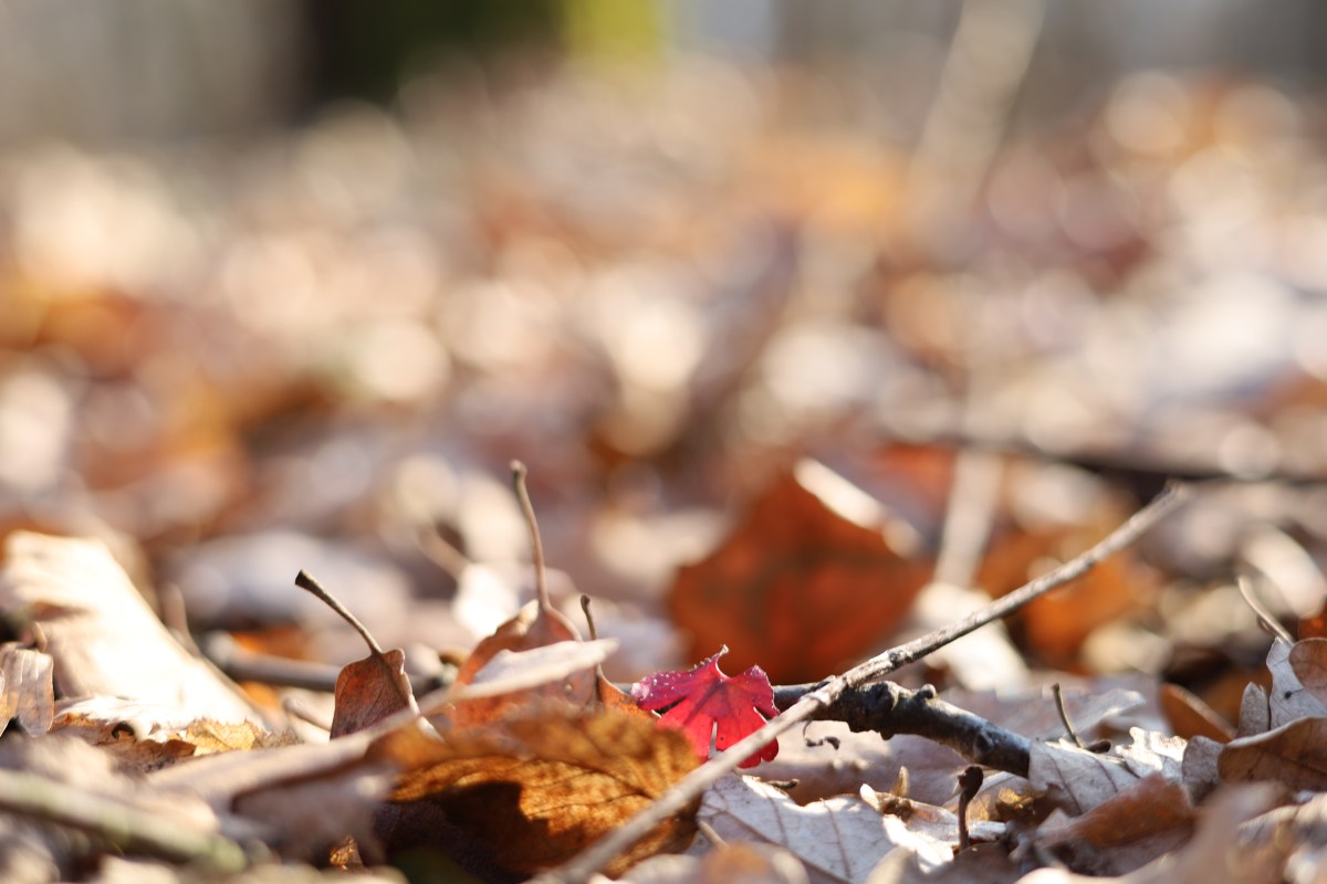 Ering testvér notesze – 1. rész | Nagyböjti szerszámkarbantartás